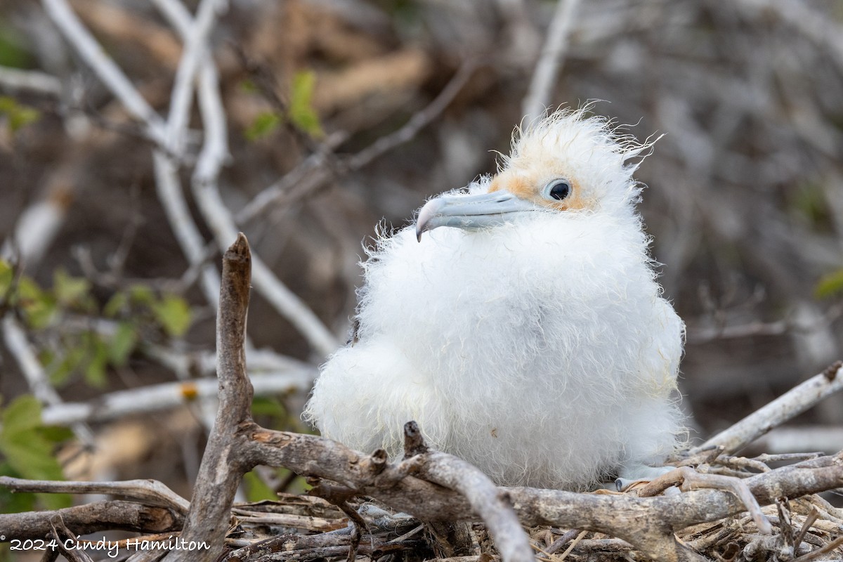 Great Frigatebird - ML622130694