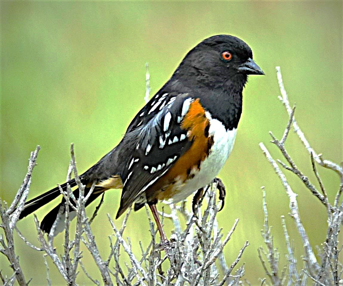 Spotted Towhee - ML622130697