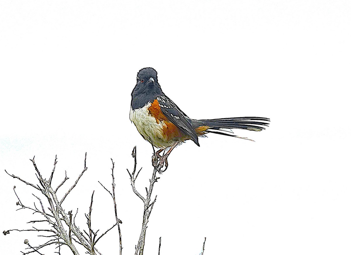 Spotted Towhee - ML622130698