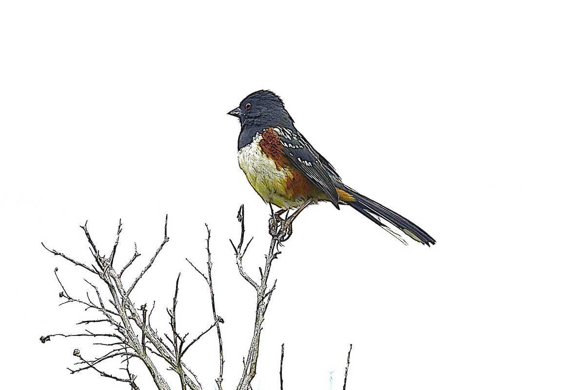 Spotted Towhee - ML622130699