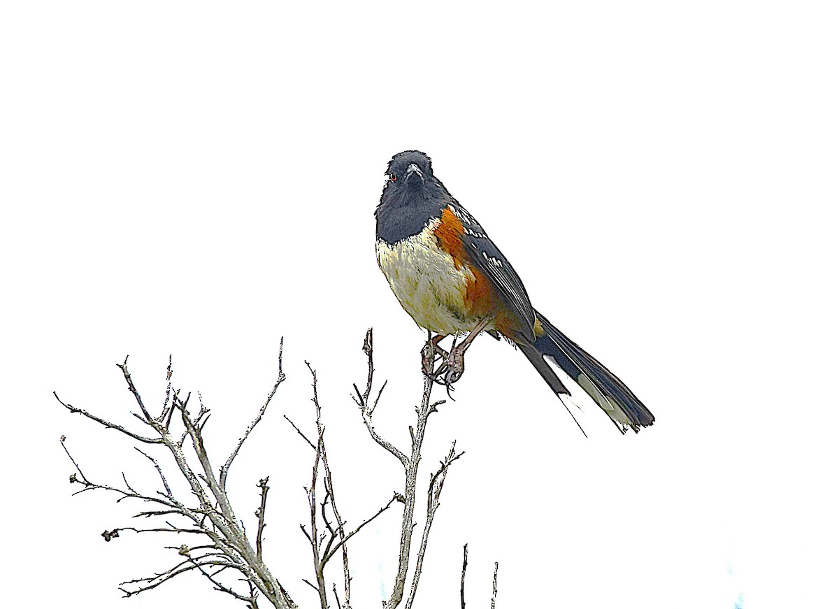 Spotted Towhee - ML622130700