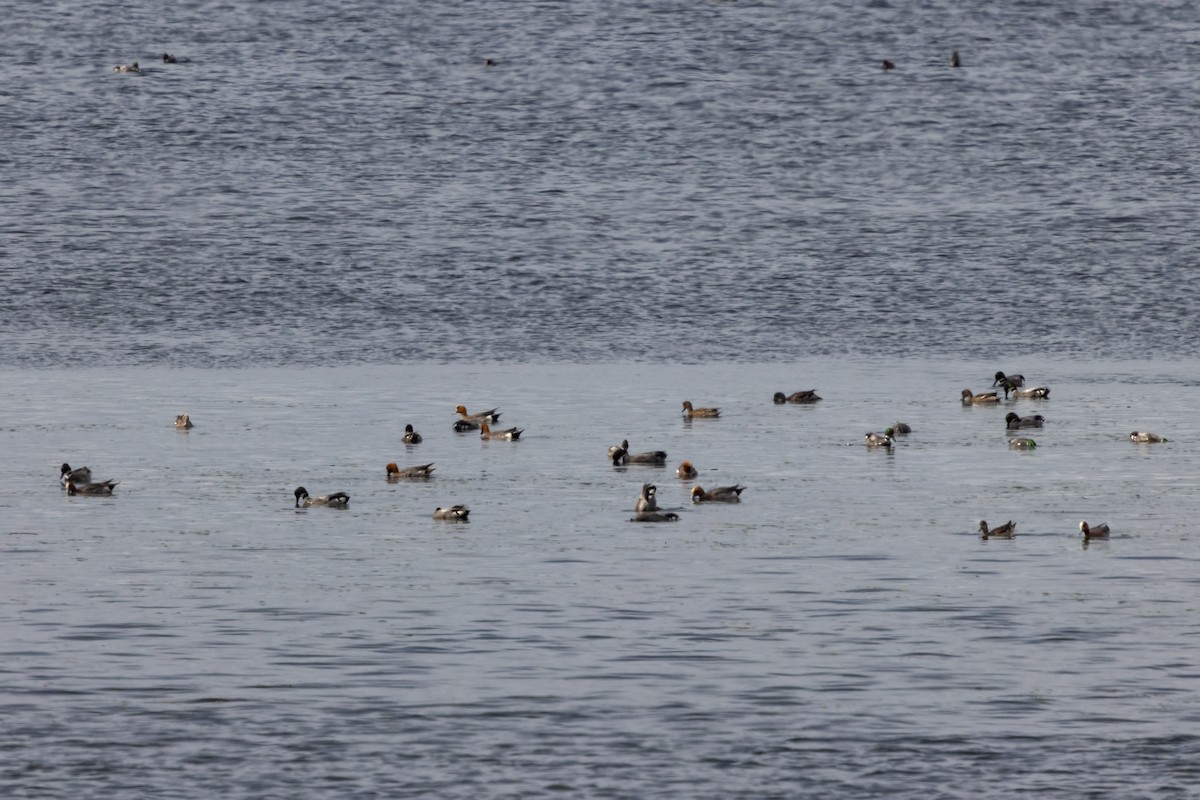 Falcated Duck - ML622130705