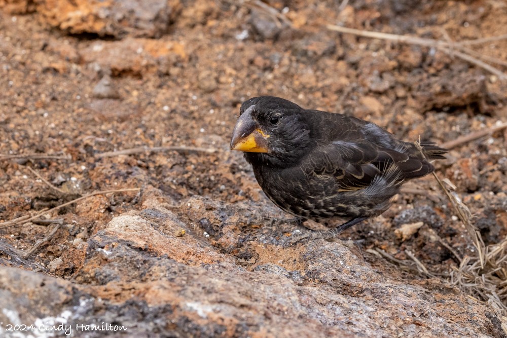 Large Ground-Finch - ML622130706