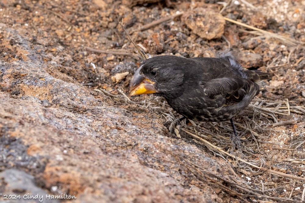 Large Ground-Finch - ML622130707