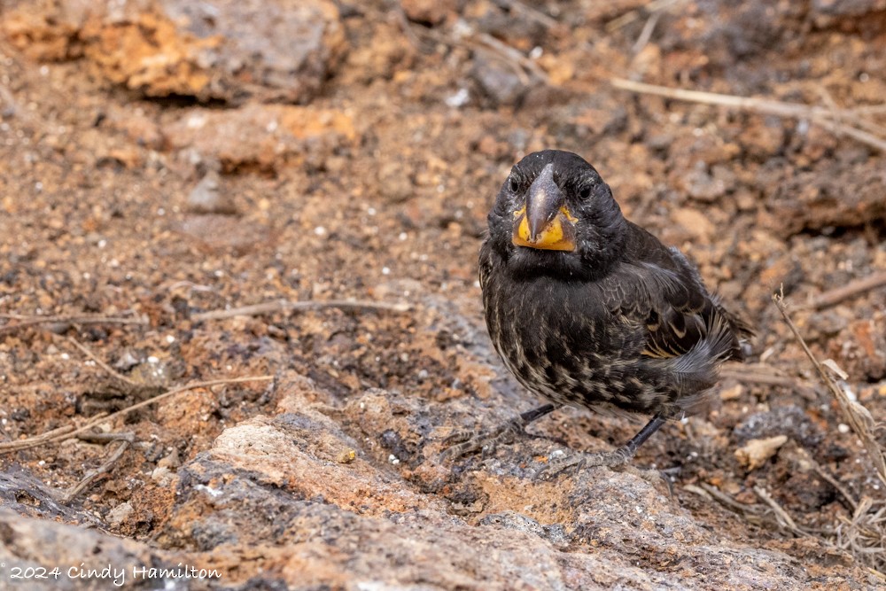 Large Ground-Finch - Cindy Hamilton