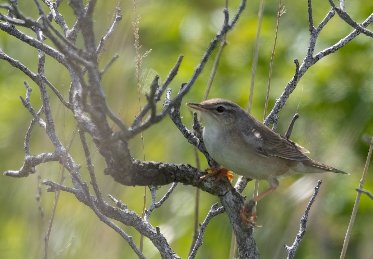 Middendorff's Grasshopper Warbler - Chris Jones