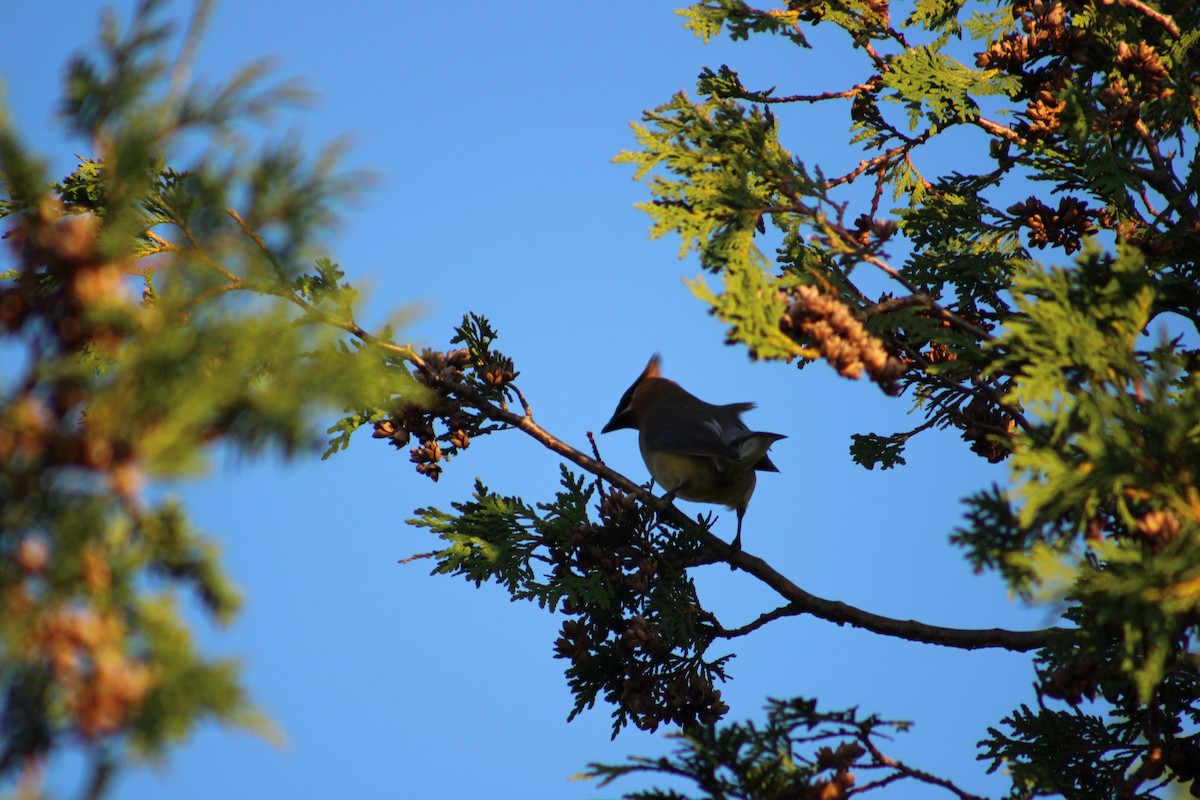 Cedar Waxwing - ML622130731