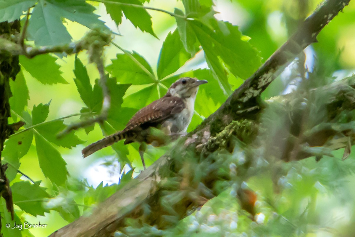 Carolina Wren - ML622130732