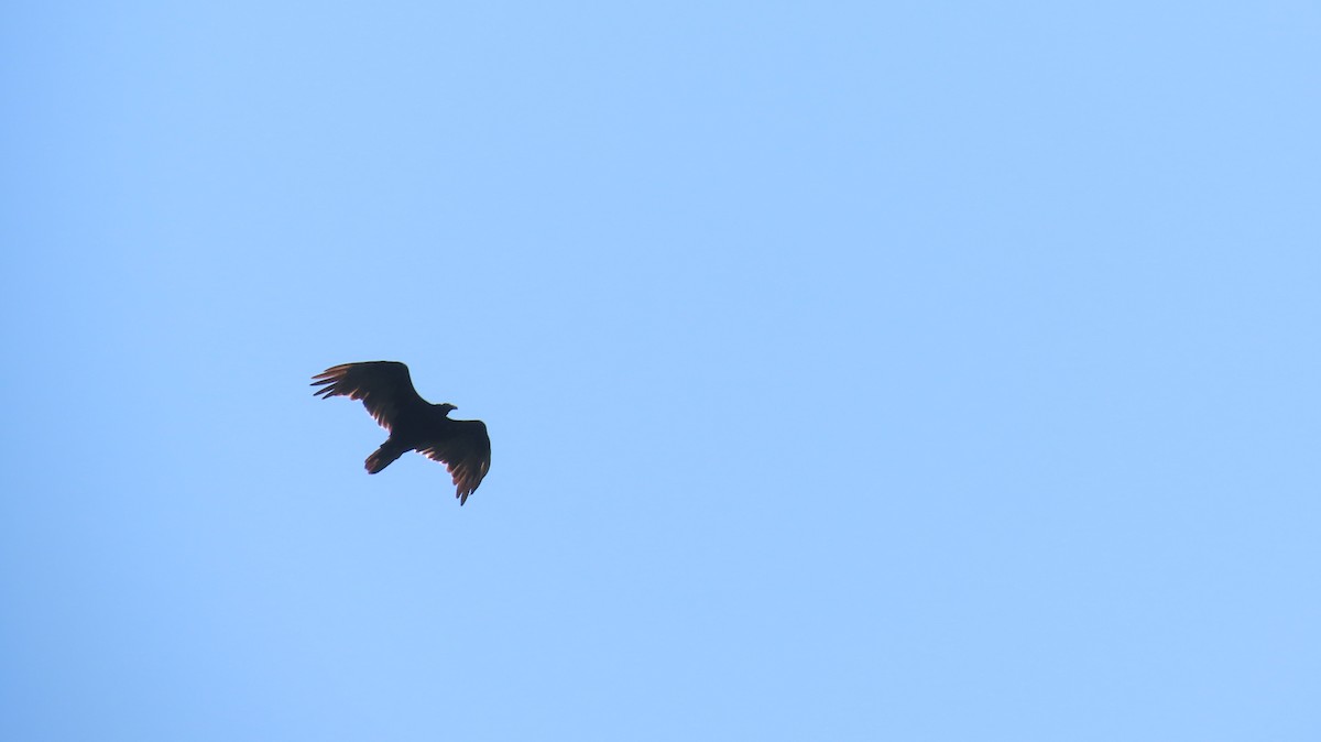 Turkey Vulture - ML622130733