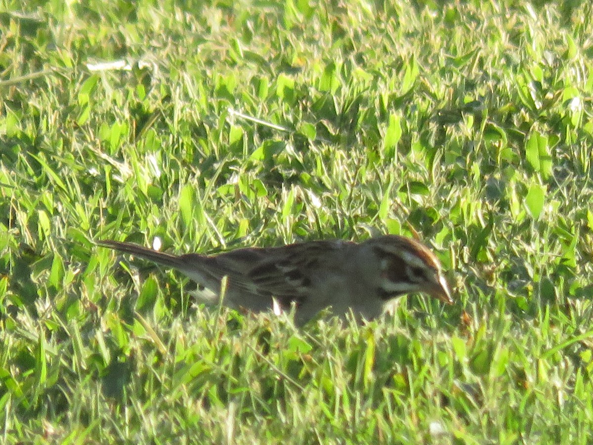 Lark Sparrow - ML622130734