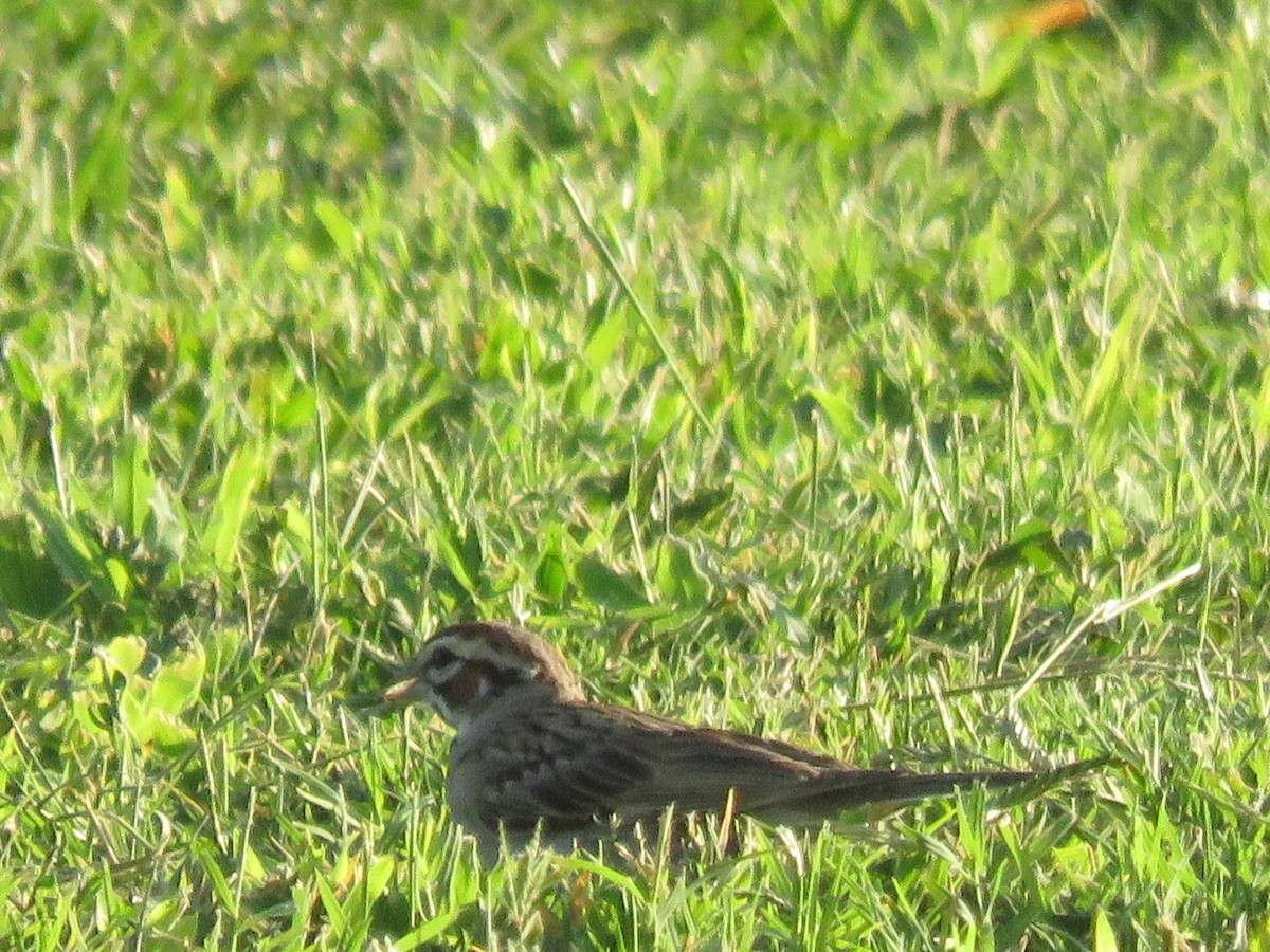 Lark Sparrow - ML622130735