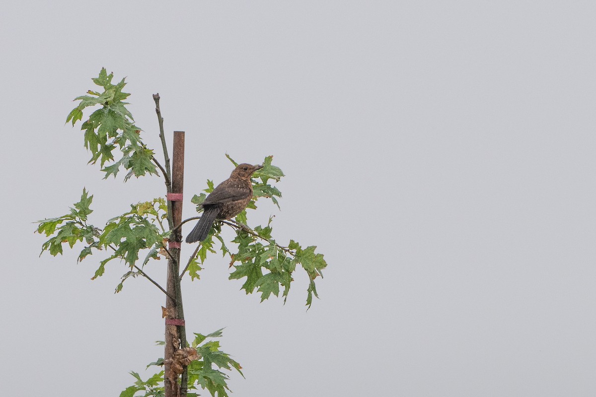 Eurasian Blackbird - ML622130736