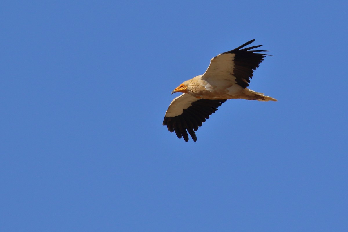 Egyptian Vulture - ML622130737