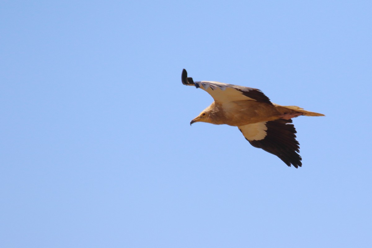 Egyptian Vulture - ML622130738