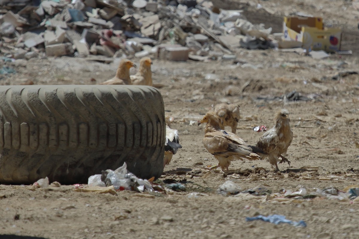 Egyptian Vulture - ML622130739