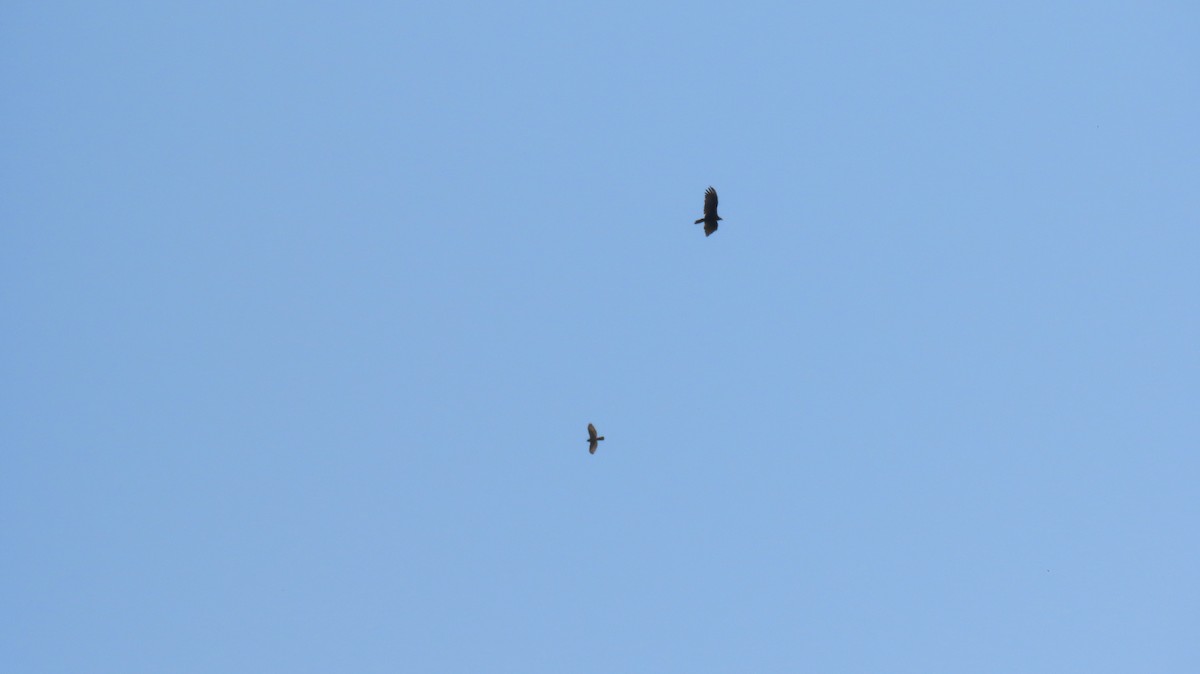 Turkey Vulture - ML622130741