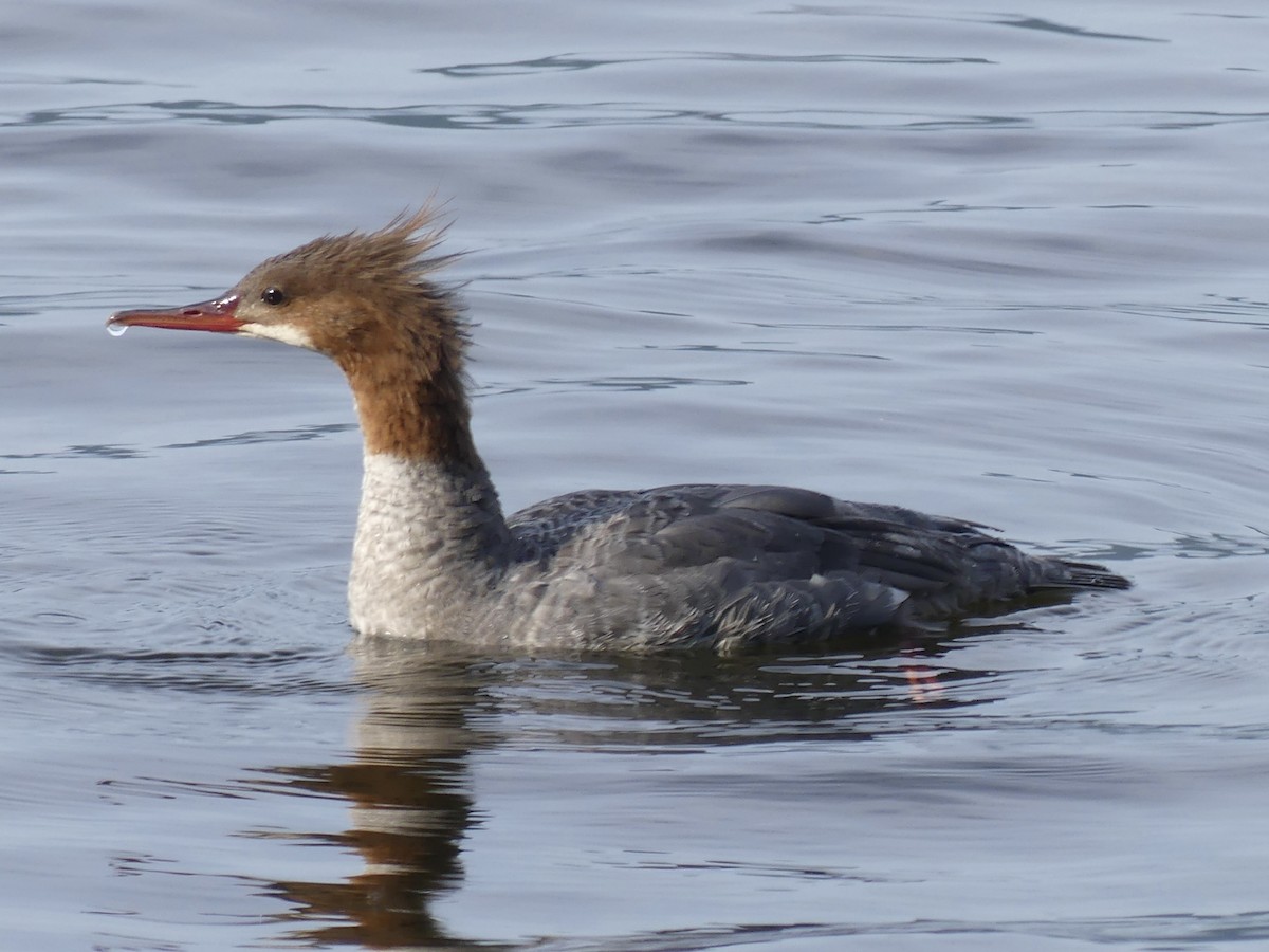 Common Merganser - ML622130742