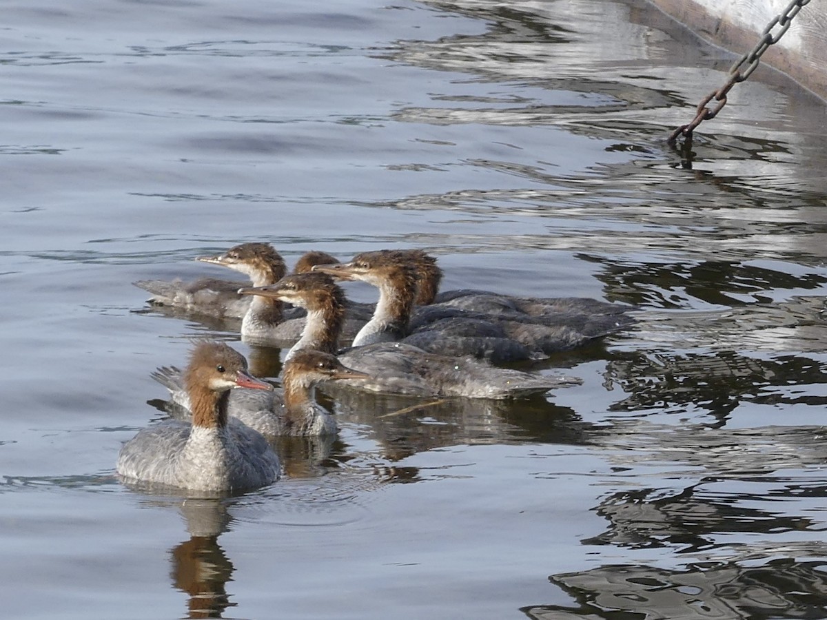 Common Merganser - ML622130743