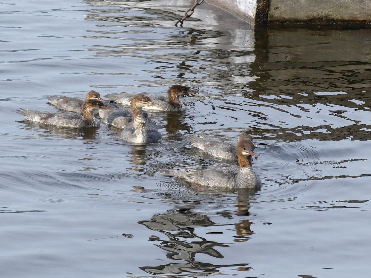 Common Merganser - ML622130744