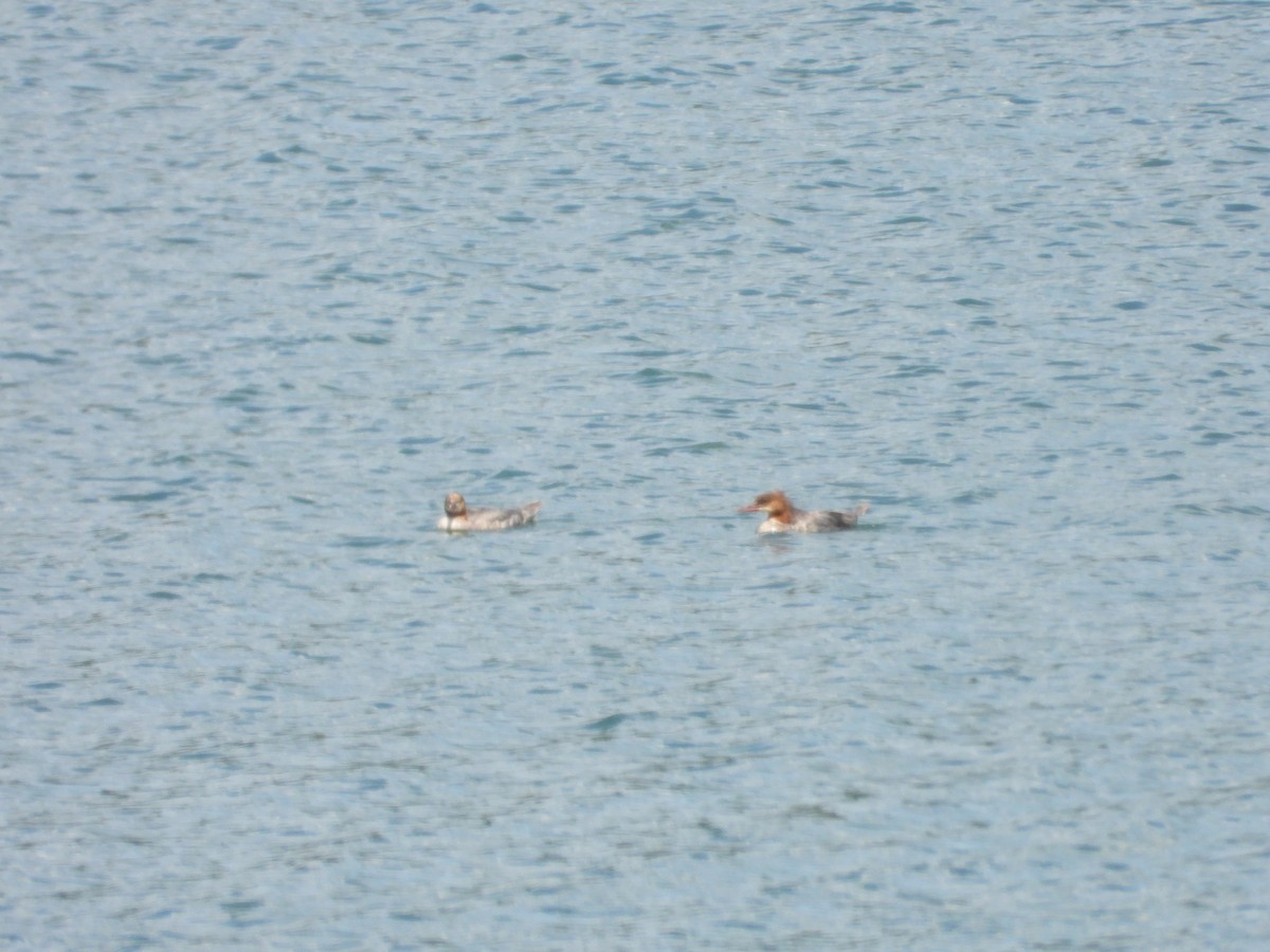 Common Merganser - ML622130745