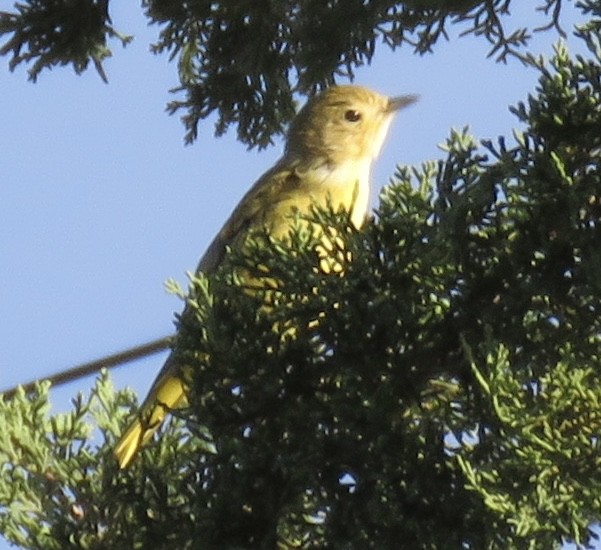 Yellow Warbler - ML622130746