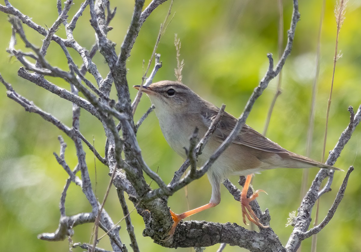 Middendorff's Grasshopper Warbler - ML622130747