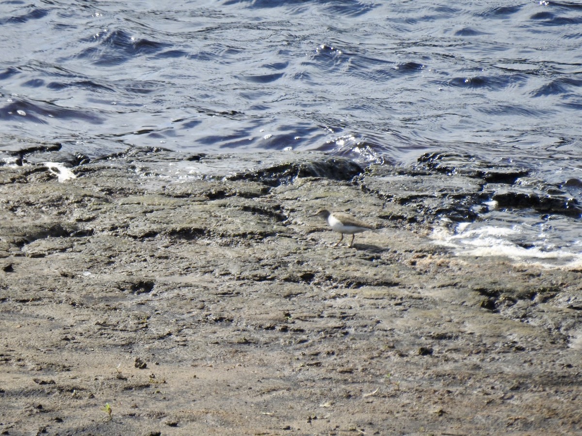 Common Sandpiper - ML622130749