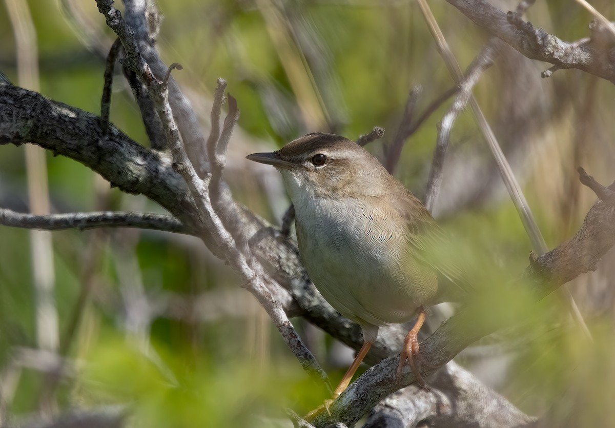 Middendorff's Grasshopper Warbler - ML622130752