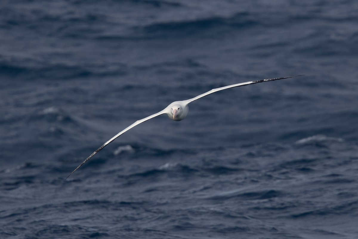 Snowy Albatross - ML622130756