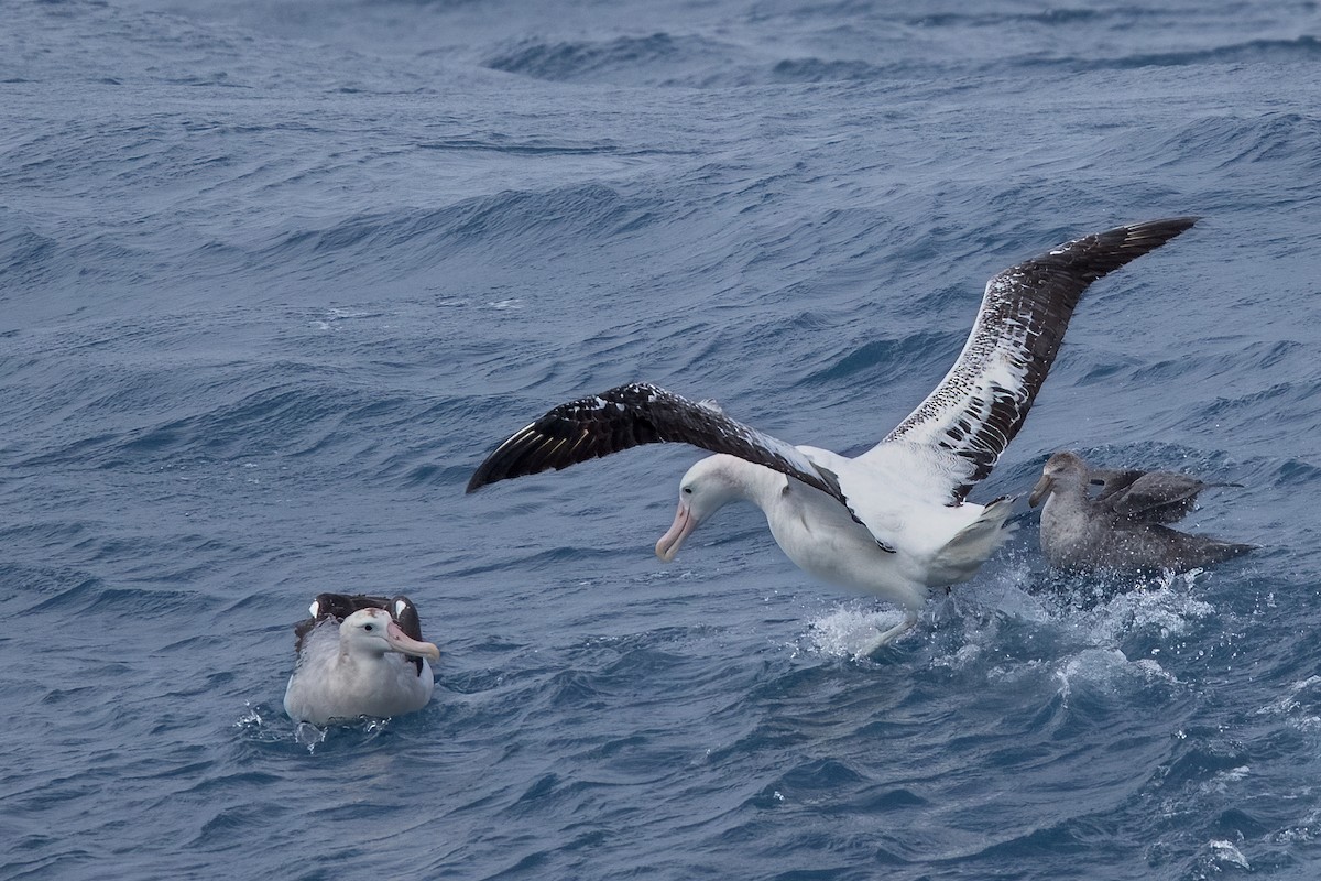 Snowy Albatross - ML622130757