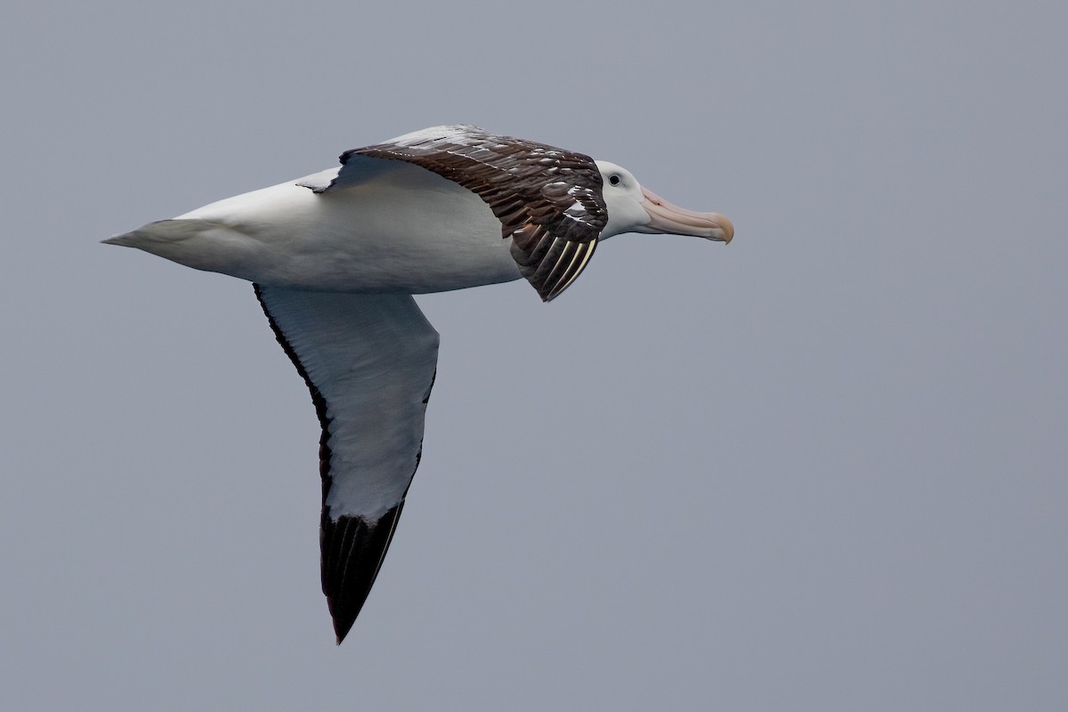 Snowy Albatross - ML622130758