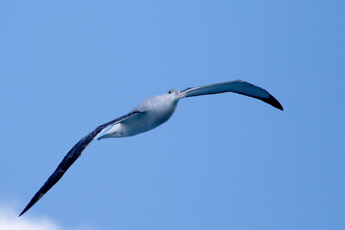 Snowy Albatross - ML622130760