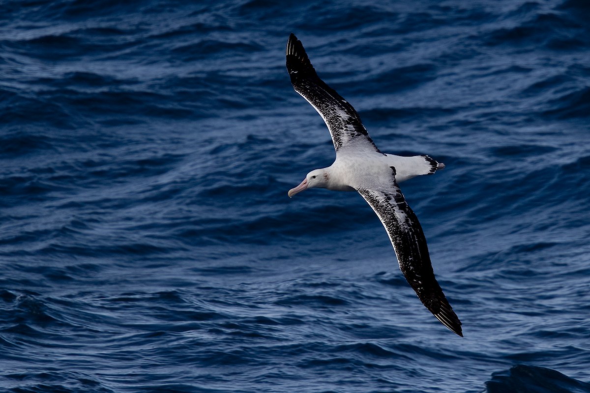 Snowy Albatross - ML622130761