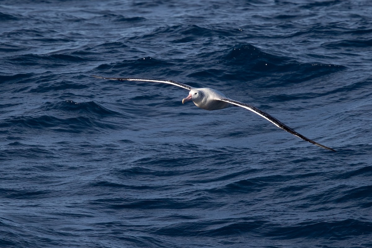 Snowy Albatross - ML622130762