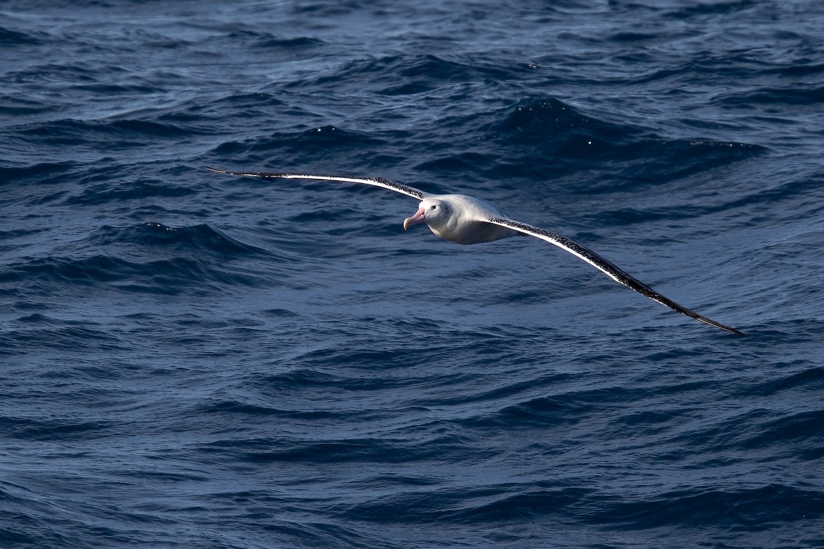 Snowy Albatross - Mike “Champ” Krzychylkiewicz