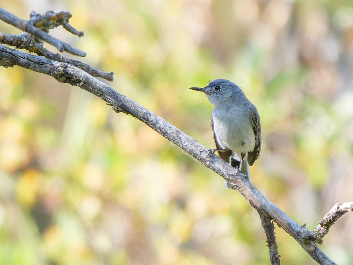 Blue-gray Gnatcatcher - Carl Bendorf