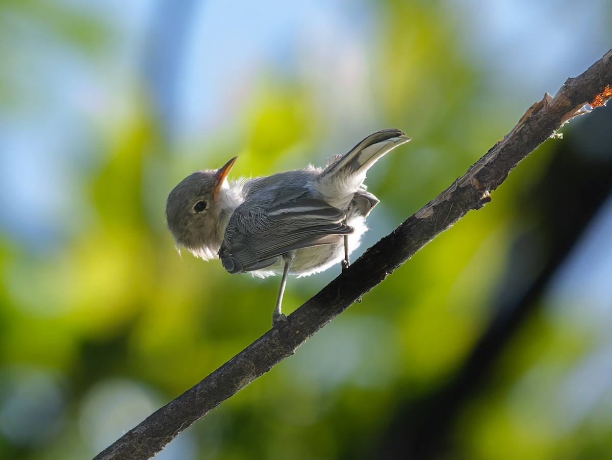 Blue-gray Gnatcatcher - ML622130766