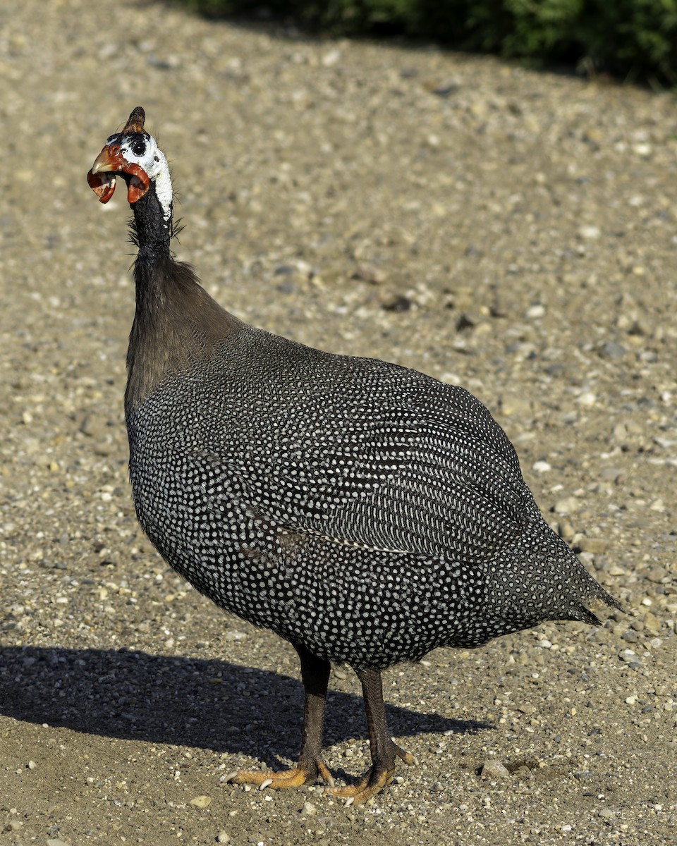 Helmeted Guineafowl - ML622130767