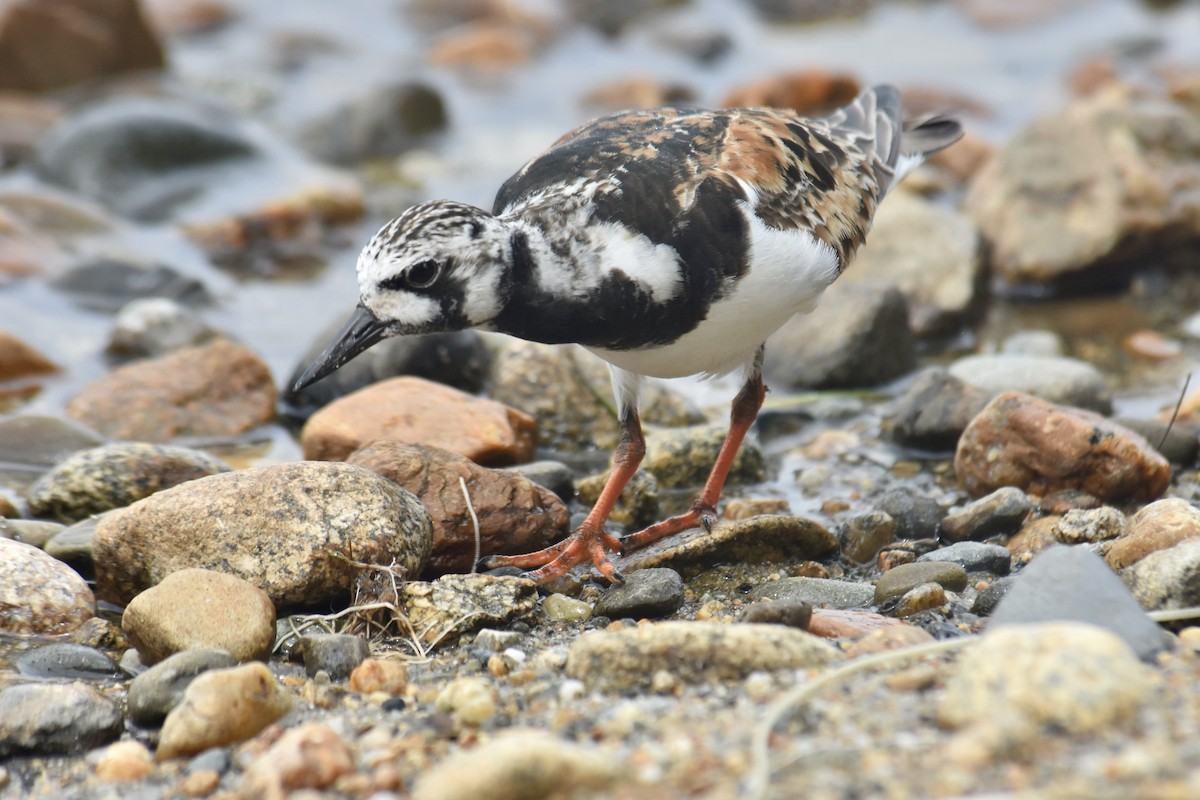 Ruddy Turnstone - Scott Isherwood