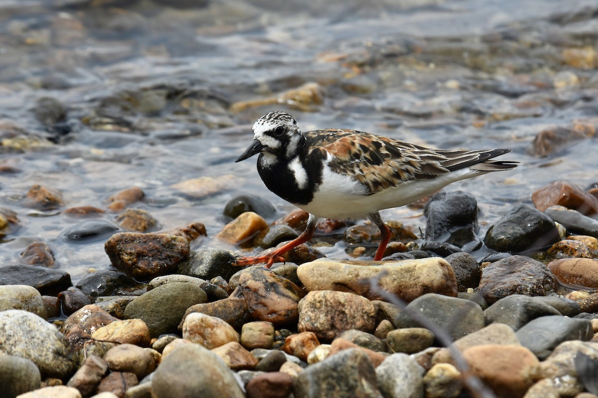 Ruddy Turnstone - ML622130772