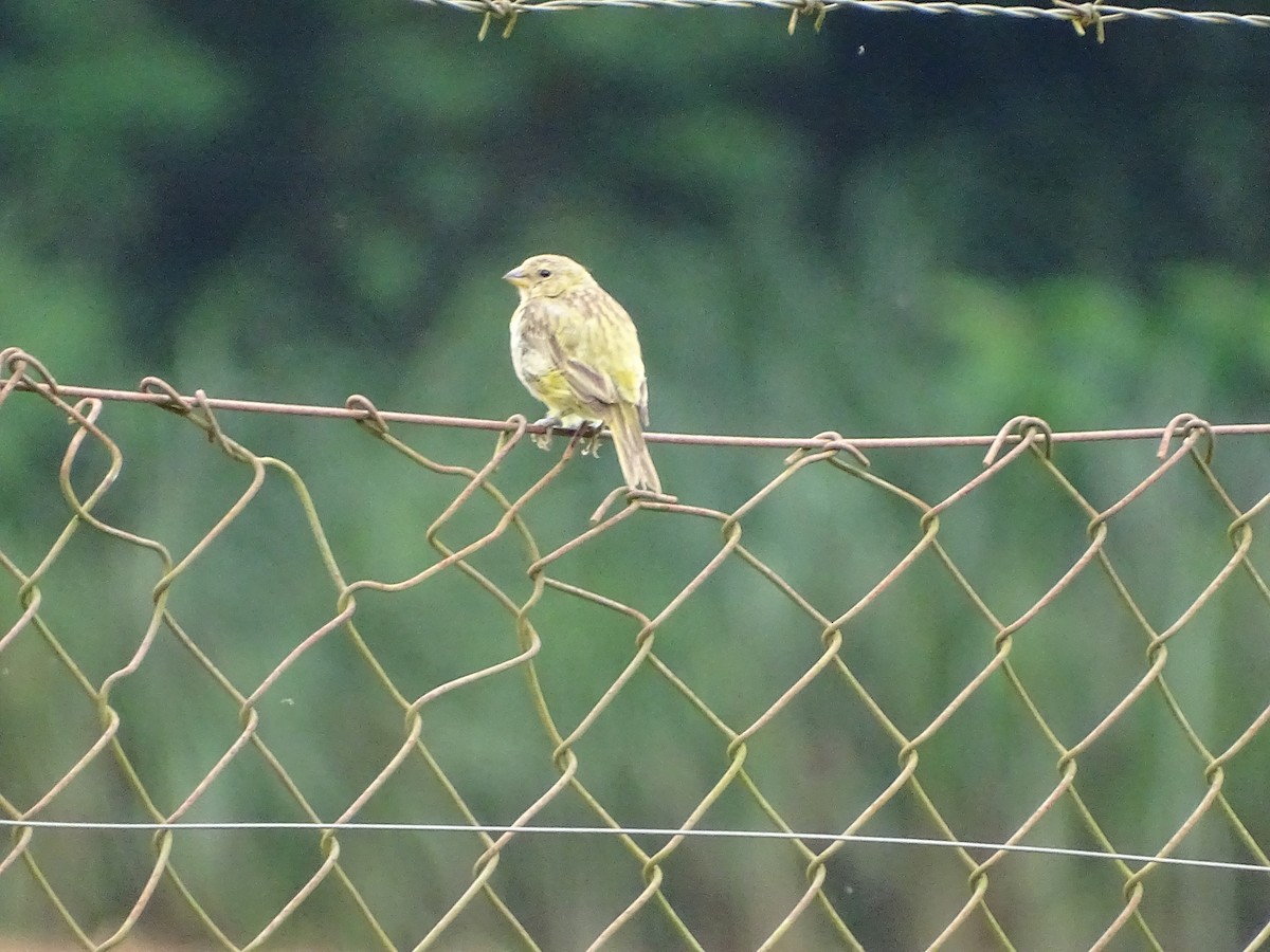 Saffron Finch - ML622130815