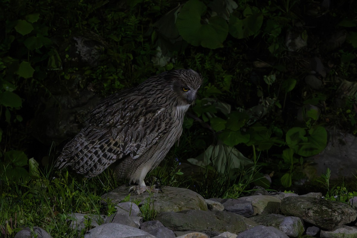 Blakiston's Fish-Owl - ML622130824