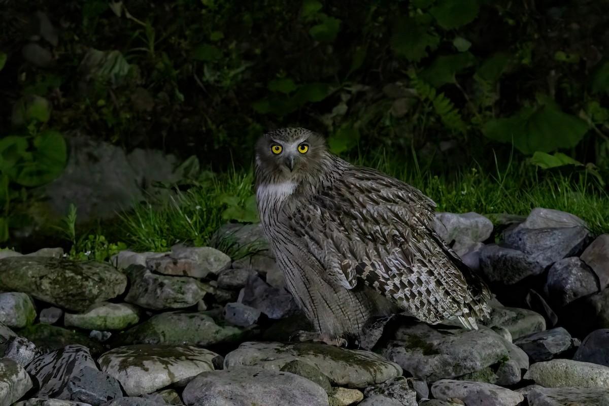 Blakiston's Fish-Owl - ML622130843