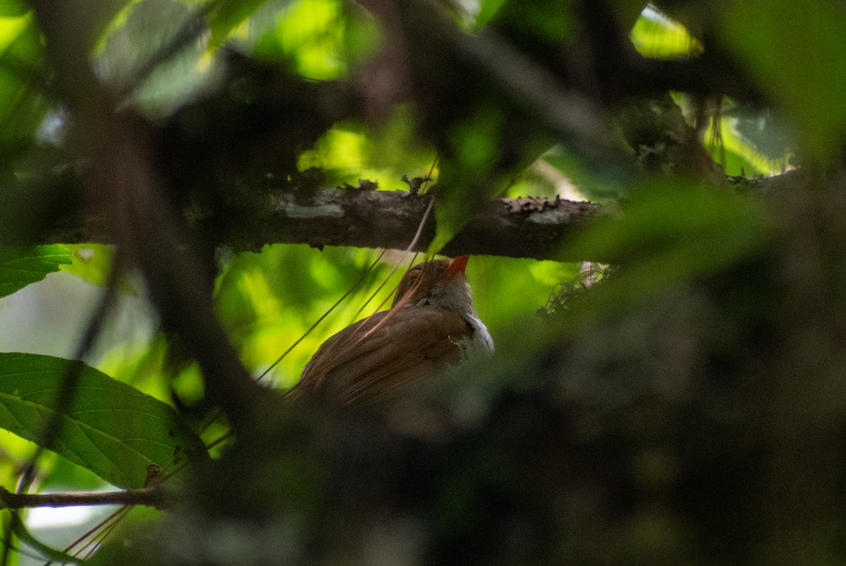 Orange-billed Nightingale-Thrush - ML622130884