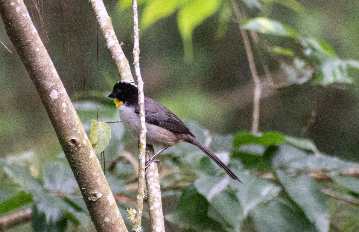 White-naped Brushfinch - ML622130891