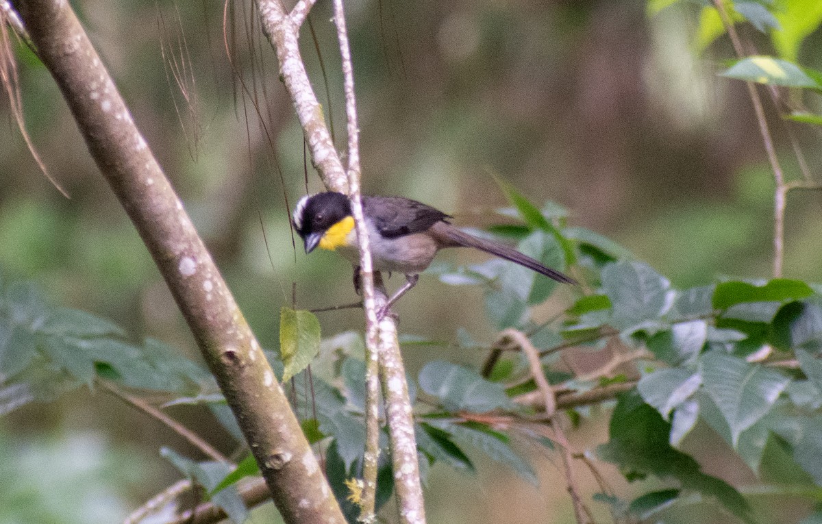 White-naped Brushfinch - ML622130892