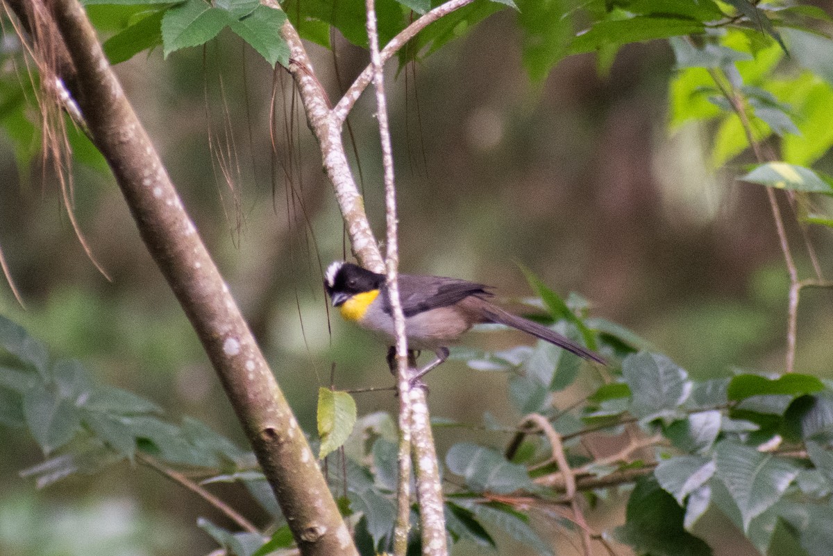 White-naped Brushfinch - ML622130893