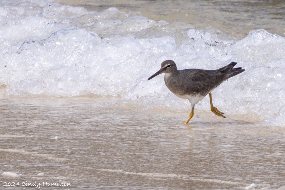 Wandering Tattler - ML622130916