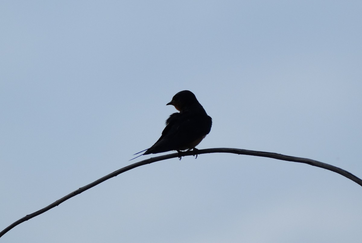 Barn Swallow - Klaus Bielefeldt