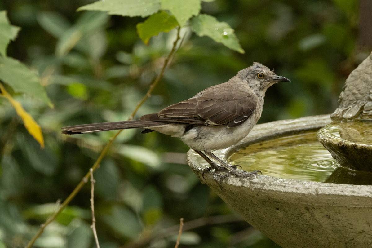 Northern Mockingbird - ML622130938